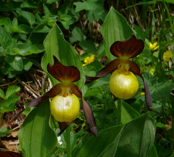 Cypripedium calceolus / Scarpetta di Venere